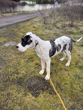 MAYLO, Hund, Mischlingshund in Slowakische Republik - Bild 12