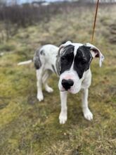 MAYLO, Hund, Mischlingshund in Slowakische Republik - Bild 13