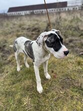 MAYLO, Hund, Mischlingshund in Slowakische Republik - Bild 14