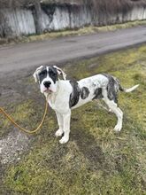 MAYLO, Hund, Mischlingshund in Slowakische Republik - Bild 2