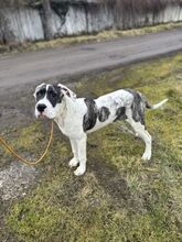 MAYLO, Hund, Mischlingshund in Slowakische Republik - Bild 3