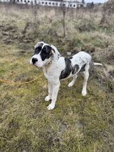 MAYLO, Hund, Mischlingshund in Slowakische Republik - Bild 4