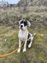 MAYLO, Hund, Mischlingshund in Slowakische Republik - Bild 5