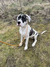 MAYLO, Hund, Mischlingshund in Slowakische Republik - Bild 6