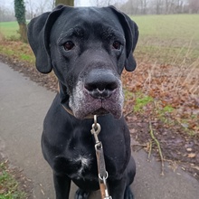 MELAS, Hund, Deutsche Dogge in Fürstenau - Bild 1