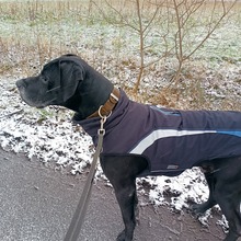 MELAS, Hund, Deutsche Dogge in Fürstenau - Bild 3