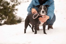 MAKVIRAG, Hund, Mischlingshund in Ungarn - Bild 1