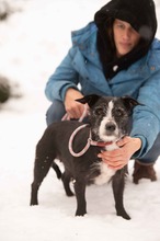 MAKVIRAG, Hund, Mischlingshund in Ungarn - Bild 2