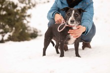 MAKVIRAG, Hund, Mischlingshund in Ungarn - Bild 3