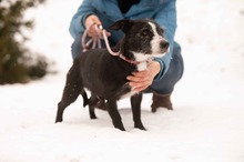 MAKVIRAG, Hund, Mischlingshund in Ungarn - Bild 8