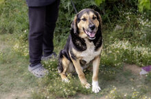 BOBBY, Hund, Mischlingshund in Griechenland - Bild 1