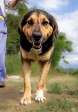 BOBBY, Hund, Mischlingshund in Griechenland - Bild 2