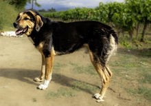 BOBBY, Hund, Mischlingshund in Griechenland - Bild 3