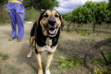 BOBBY, Hund, Mischlingshund in Griechenland - Bild 4