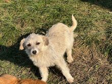 LIRA, Hund, Mischlingshund in Viersen - Bild 11