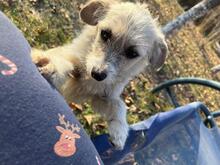 LIRA, Hund, Mischlingshund in Viersen - Bild 12