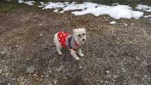 LIRA, Hund, Mischlingshund in Viersen - Bild 13