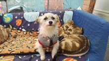 LIRA, Hund, Mischlingshund in Viersen - Bild 14