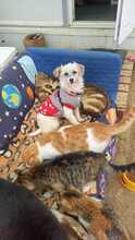 LIRA, Hund, Mischlingshund in Viersen - Bild 16
