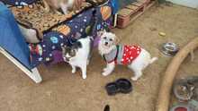 LIRA, Hund, Mischlingshund in Viersen - Bild 17
