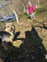 XOLO, Hund, Mischlingshund in Rumänien - Bild 3