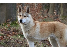 SOLINO, Hund, Deutscher Schäferhund-Siberian Husky-Mix in Oberwies - Bild 1