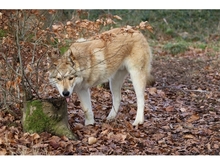 SOLINO, Hund, Deutscher Schäferhund-Siberian Husky-Mix in Oberwies - Bild 10