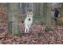 SOLINO, Hund, Deutscher Schäferhund-Siberian Husky-Mix in Oberwies - Bild 2