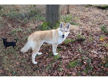 SOLINO, Hund, Deutscher Schäferhund-Siberian Husky-Mix in Oberwies - Bild 3