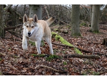 SOLINO, Hund, Deutscher Schäferhund-Siberian Husky-Mix in Oberwies - Bild 4