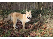 SOLINO, Hund, Deutscher Schäferhund-Siberian Husky-Mix in Oberwies - Bild 5