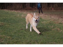 SOLINO, Hund, Deutscher Schäferhund-Siberian Husky-Mix in Oberwies - Bild 6