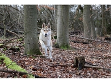 SOLINO, Hund, Deutscher Schäferhund-Siberian Husky-Mix in Oberwies - Bild 7