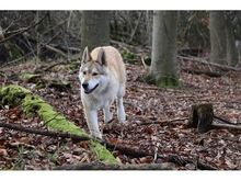 SOLINO, Hund, Deutscher Schäferhund-Siberian Husky-Mix in Oberwies - Bild 8