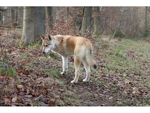 SOLINO, Hund, Deutscher Schäferhund-Siberian Husky-Mix in Oberwies - Bild 9