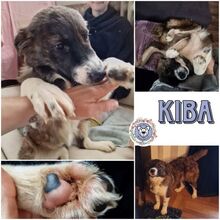 KIBA, Hund, Mischlingshund in Schlierbach - Bild 1