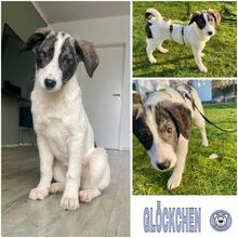 GLÖCKCHEN, Hund, Mischlingshund in Meppen - Bild 1