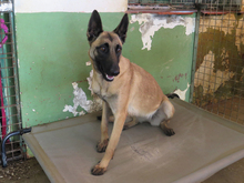 SASHA, Hund, Malinois-Mix in Spanien - Bild 1