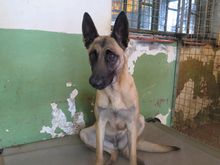 SASHA, Hund, Malinois-Mix in Spanien - Bild 2