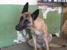 SASHA, Hund, Malinois-Mix in Spanien - Bild 3