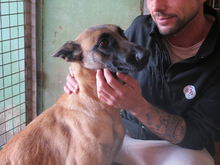 SASHA, Hund, Malinois-Mix in Spanien - Bild 4