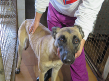 SASHA, Hund, Malinois-Mix in Spanien - Bild 5