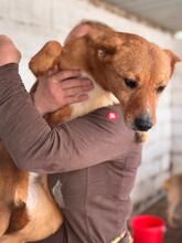 BATATA, Hund, Podenco-Mix in Slowakische Republik - Bild 2