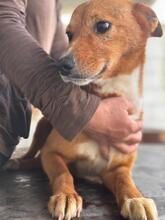 BATATA, Hund, Podenco-Mix in Slowakische Republik - Bild 3