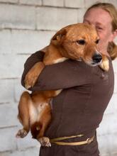 BATATA, Hund, Podenco-Mix in Slowakische Republik - Bild 4