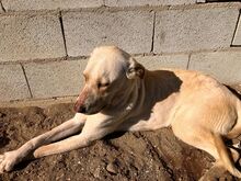 NALA, Hund, Mischlingshund in Salzwedel - Bild 10