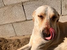 NALA, Hund, Mischlingshund in Salzwedel - Bild 11