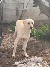 NALA, Hund, Mischlingshund in Salzwedel - Bild 15