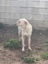 NALA, Hund, Mischlingshund in Salzwedel - Bild 16
