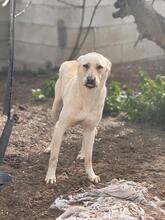 NALA, Hund, Mischlingshund in Salzwedel - Bild 17